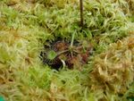 Drosera rotundifolia wächst auf Torfmoosen (Sphagnum) ausgesetzten Torf-Pads (Balazs Baranyai)