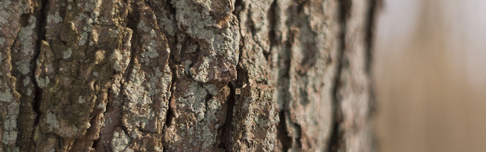 ALNUS - Erlenaufforstung auf Niedermooren