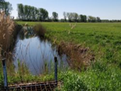 Moorschutz ist Klimaschutz: durch Wasserstandsanhebung können THG-Emissionen reduziert werden (Bild: Abel)