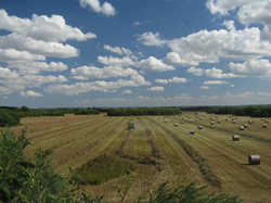 Ernte mit angepasster Grünlandtechnik