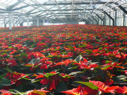 Produktion von Weihnachtssternen in Torfmoos-Substrat